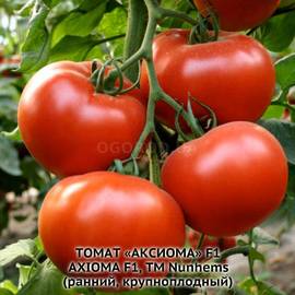 Семена томата «Аксиома» F1 / Axioma F1, ТМ Nunhems - 5 семян