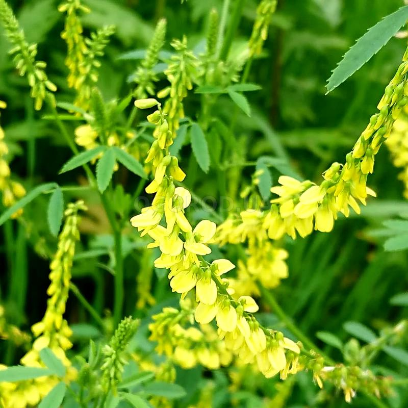 Донник желтый фото. Донник. Донник лекарственный. Донник цветок. Melilotus officinalis.