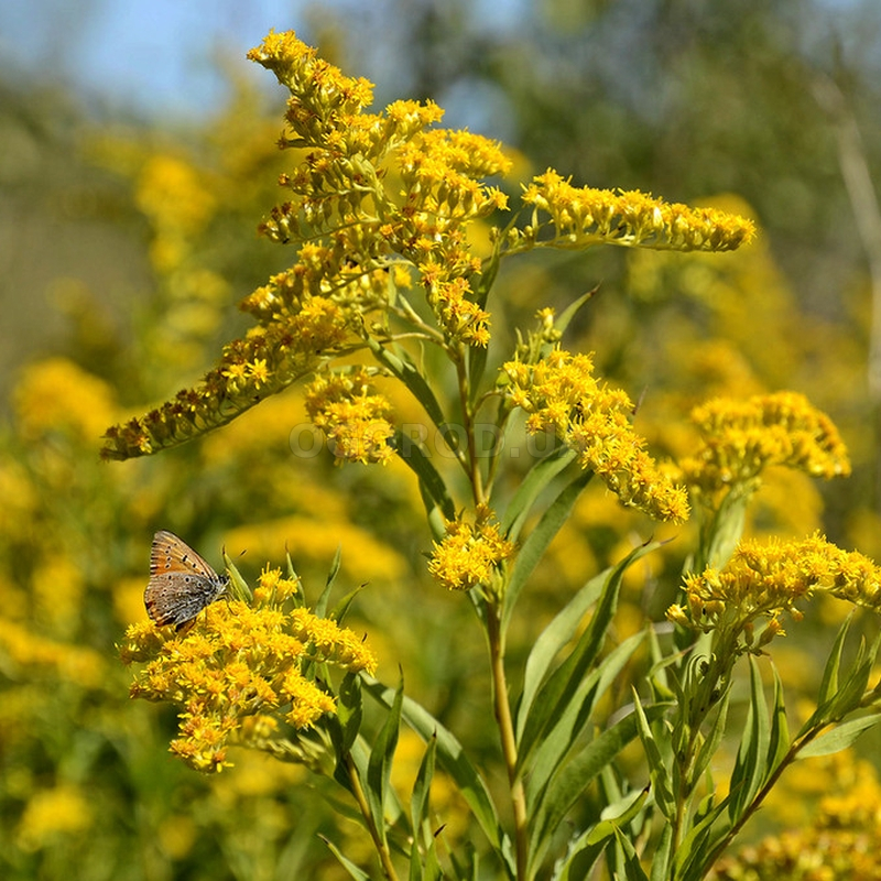 Кликните для увеличения изображения Семена золотарника канадского / Solidago canadensis, ТМ OGOROD - 1000 семян
