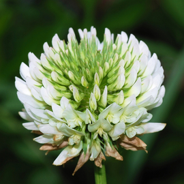 Семена клевера белого «JURА» / Trifolium repens, ТМ Feldsaaten Freudenberger - 10 грамм