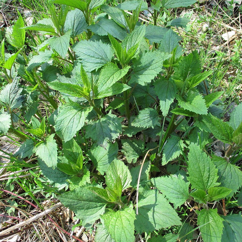Кликните для увеличения изображения Семена норичника узловатого / Scrophularia nodosa, ТМ OGOROD - 100 семян