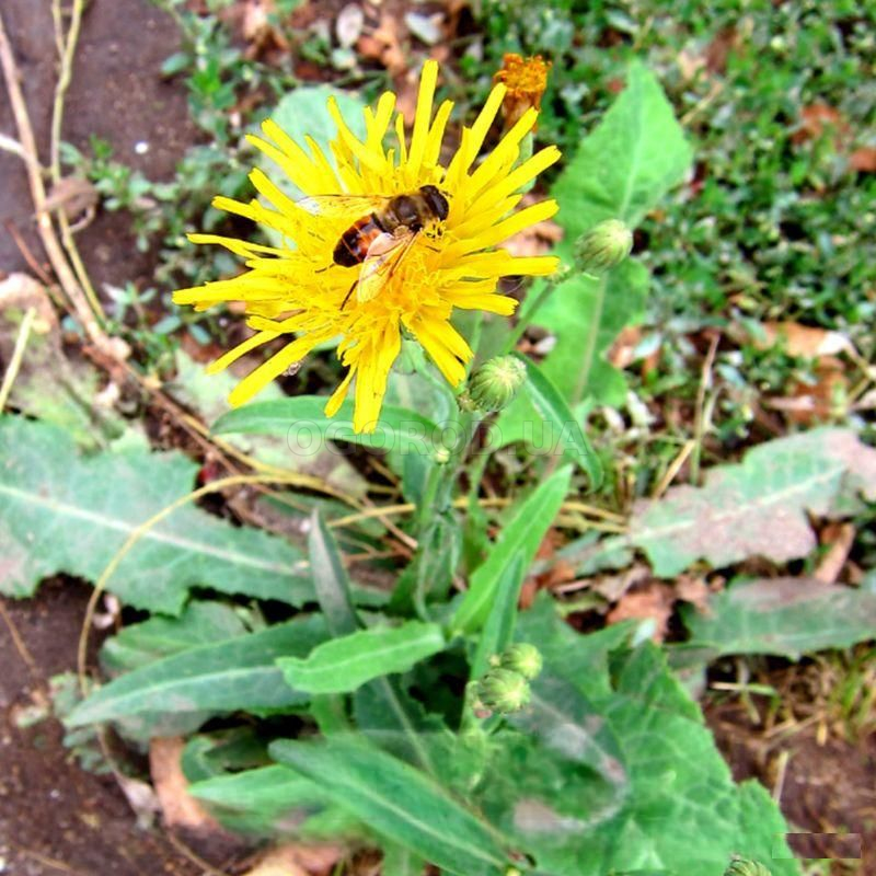Кликните для увеличения изображения Семена осота желтого / Sonchus arvensis, ТМ OGOROD - 130 семян
