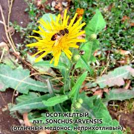 Семена осота желтого / Sonchus arvensis, ТМ OGOROD - 130 семян