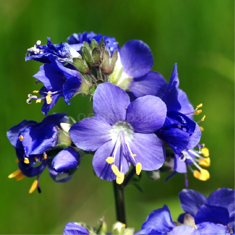 Кликните для увеличения изображения Семена синюхи голубой / Polemonium caeruleum, ТМ OGOROD - 100 семян