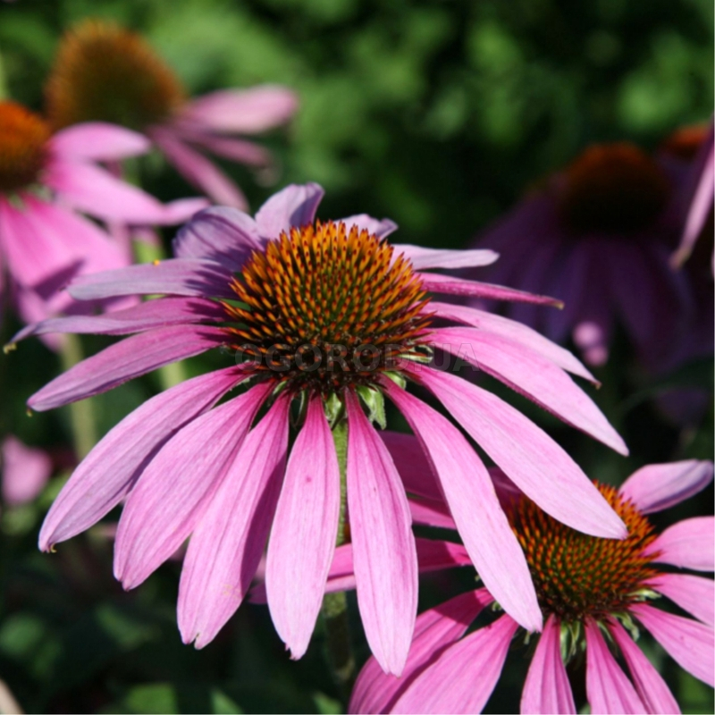 Кликните для увеличения изображения Семена эхинацеи пурпурной / Echinacea purpurea, ТМ OGOROD - 200 семян