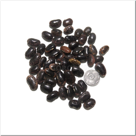 Семена фасоли «Мраморная», ТМ OGOROD - 100 грамм