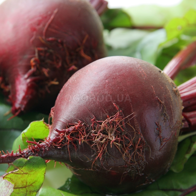Свекла мулатка. Свекла деликатесная. Популярные сорта свеклы для подмосковья. Свекла семена лучшие сорта для открытого грунта. Лучшие семена свеклы.