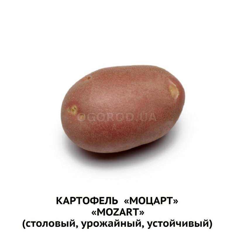 Кликните для увеличения изображения Клубни картофеля «Моцарт» / Mozart, ТМ HZPC - 0,5 кг