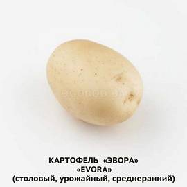 Клубни картофеля «Эвора» / Evora, ТМ HZPC - 0,5 кг