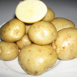 Клубни картофеля «Адрэтта», ТМ «ЧерниговЭлитКартофель» - 17 кг (мешок/сетка)