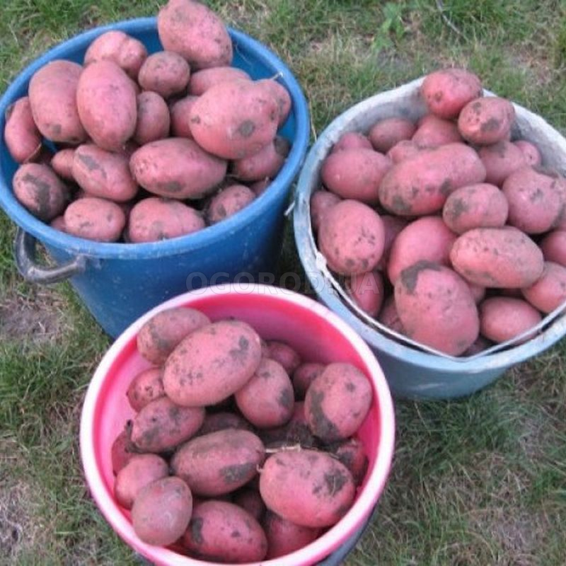 Клубни картофеля «Алладин», ТМ «ЧерниговЭлитКартофель» - 17 кг(мешок/сетка) купить недорого в интернет-магазине семян OGOROD.ua