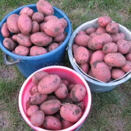Клубни картофеля «Алладин», ТМ «ЧерниговЭлитКартофель» - 17 кг (мешок/сетка)