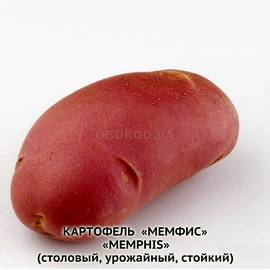 Клубни картофеля «Мемфис» / Memphis, ТМ HZPC - 0,5 кг