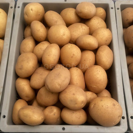 Клубни картофеля «Коннект», ТМ «ЧерниговЭлитКартофель» - 15 кг (мешок/сетка)