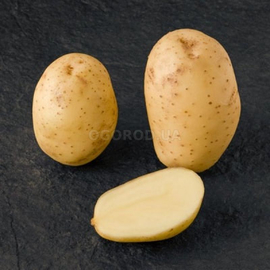 Клубни картофеля «Мелодия», ТМ «ЧерниговЭлитКартофель» - 15 кг (мешок/сетка)
