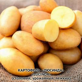 Клубни картофеля «Люсинда» / Lucinda, ТМ HZPC - 0,5 кг