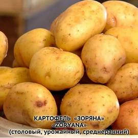 Клубни картофеля «Зоряна», ТМ «ЧерниговЭлитКартофель» - 0,5 кг