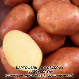Клубни картофеля «Луговской» , ТМ «ЧерниговЭлитКартофель» - 0,5 кг