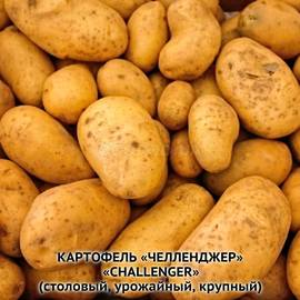 Клубни картофеля «Челленжер» / Challenger, ТМ HZPC - 0,5 кг