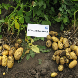Клубни картофеля «Королева Анна», ТМ «ЧерниговЭлитКартофель» - 17 кг (мешок/сетка)