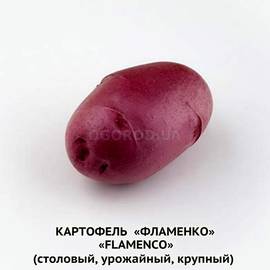 Клубни картофеля «Фламенко» / Flamenco, ТМ HZPC - 0,5 кг