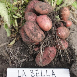 Клубни картофеля «Ла Белла» / La Bella, ТМ «ЧерниговЭлитКартофель» - 15 кг (мешок/сетка)