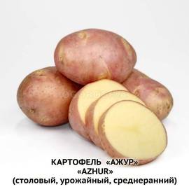 Клубни картофеля «Ажур», ТМ «ЧерниговЭлитКартофель» - 15 кг (мешок/сетка)