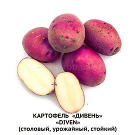 Клубни картофеля «Дивень», ТМ «ЧерниговЭлитКартофель» - 0,5 кг