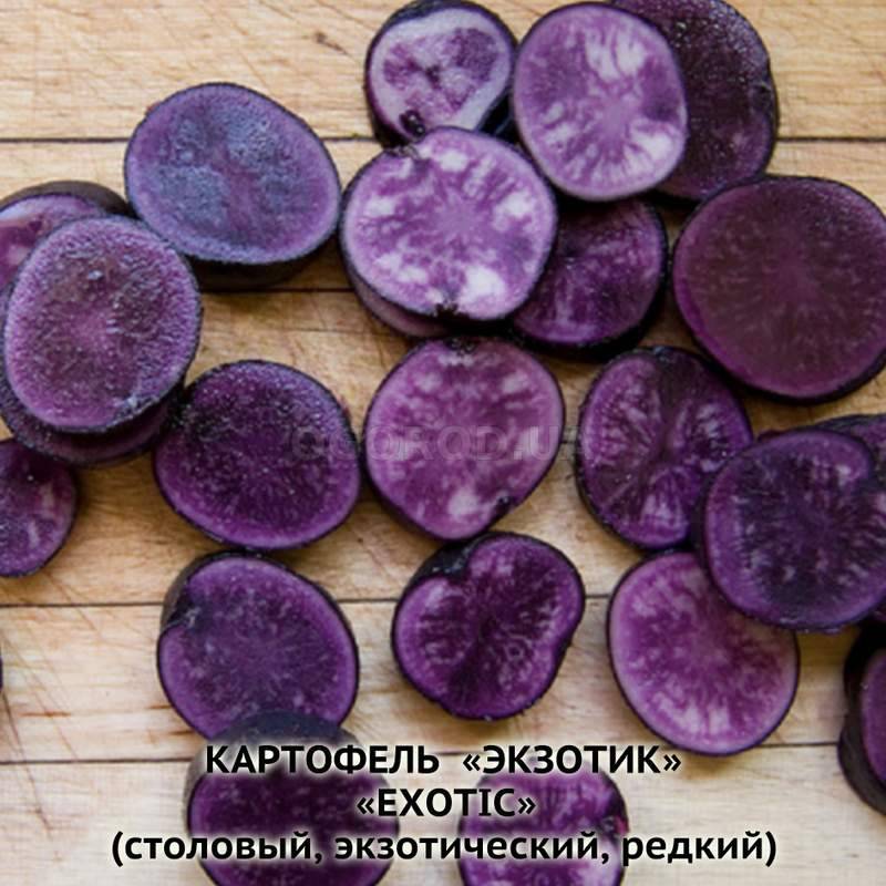 Кликните для увеличения изображения Клубни картофеля «Экзотик», ТМ «ЧерниговЭлитКартофель» - 0,5 кг