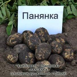 Клубни картофеля «Панянка», ТМ «ЧерниговЭлитКартофель» - 15 кг (мешок/сетка)