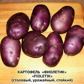 Клубни картофеля «Фиолетик», ТМ «ЧерниговЭлитКартофель» - 0,5 кг