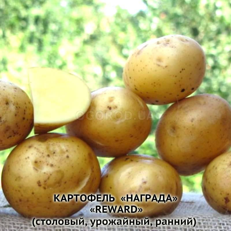 Кликните для увеличения изображения Клубни картофеля «Награда», ТМ «ЧерниговЭлитКартофель» - 0,5 кг