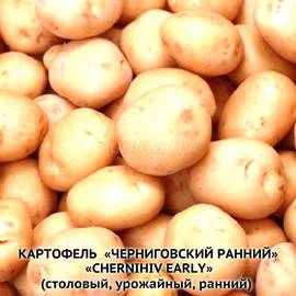 Клубни картофеля «Черниговский ранний», ТМ «ЧерниговЭлитКартофель» - 0,5 кг