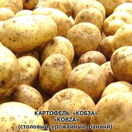 Клубни картофеля «Кобза», ТМ «ЧерниговЭлитКартофель» - 0,5 кг