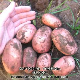 Клубни картофеля «Повинь», ТМ «ЧерниговЭлитКартофель» - 0,5 кг