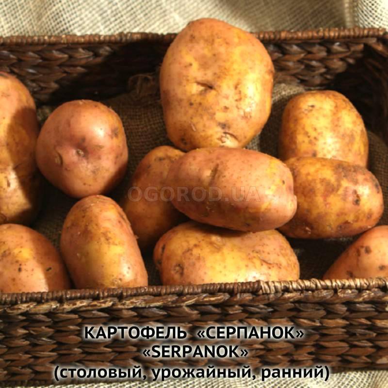 Откуда картошка в россии. Картофель Европейский. Картофель Серпанок. Картофель сорта урожайные.