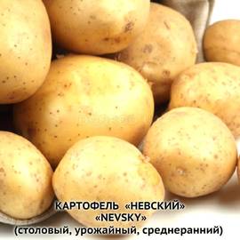 Клубни картофеля «Невский», ТМ «ЧерниговЭлитКартофель» - 0,5 кг