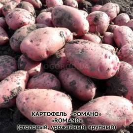 Клубни картофеля «Романо», ТМ «ЧерниговЭлитКартофель» - 15 кг (мешок/сетка)