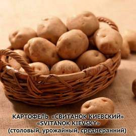 Клубни картофеля «Свитанок Киевский», ТМ «ЧерниговЭлитКартофель» - 0,5 кг