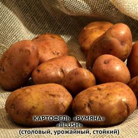 Клубни картофеля «Румяна», ТМ «ЧерниговЭлитКартофель» - 0,5 кг
