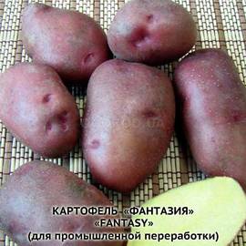 Клубни картофеля «Фантазия», ТМ «ЧерниговЭлитКартофель» - 0,5 кг