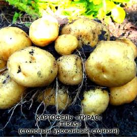 Клубни картофеля «Тирас», ТМ «ЧерниговЭлитКартофель» - 0,5 кг