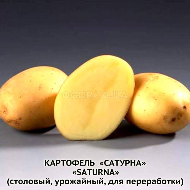 Кликните для увеличения изображения Клубни картофеля «Сатурна», ТМ «ЧерниговЭлитКартофель» - 0,5 кг