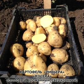 Клубни картофеля «Ривьера», ТМ «ЧерниговЭлитКартофель» - 17 кг (мешок/сетка)