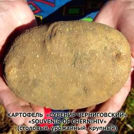 Клубни картофеля «Сувенир Черниговский», ТМ «ЧерниговЭлитКартофель» - 15 кг (мешок/сетка)