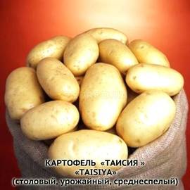 Клубни картофеля «Таисия», ТМ «ЧерниговЭлитКартофель» - 0,5 кг