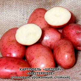 Клубни картофеля «Шедевр», ТМ «ЧерниговЭлитКартофель» - 0,5 кг