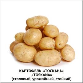 Клубни картофеля «Тоскана», ТМ «ЧерниговЭлитКартофель» - 0,5 кг