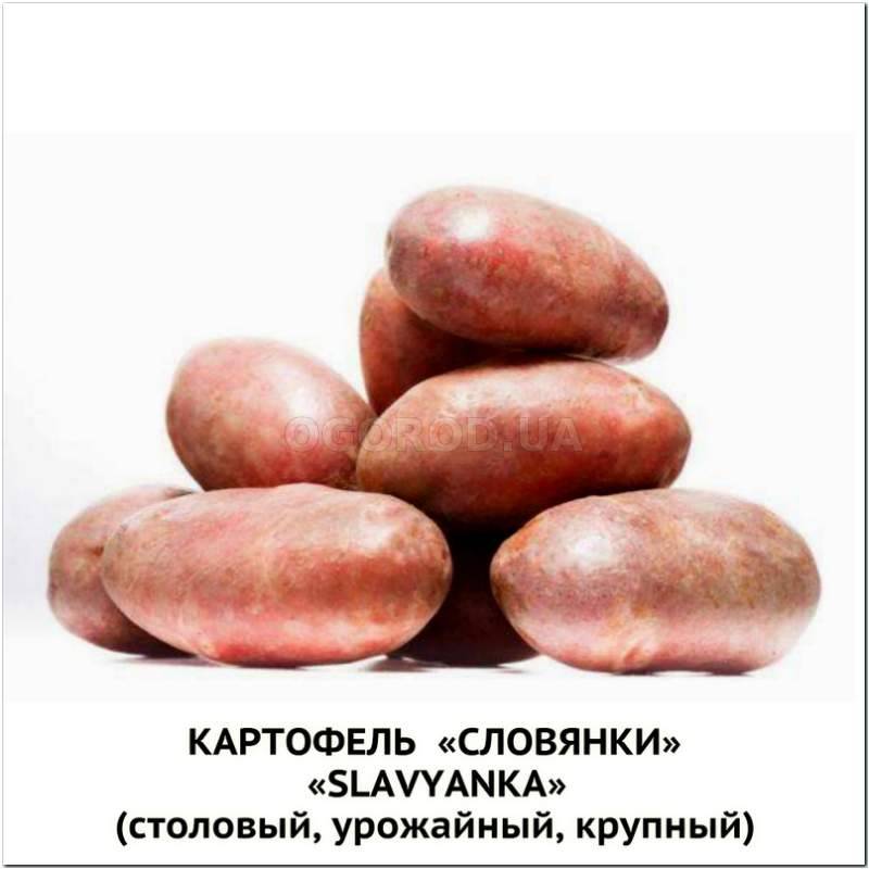 Кликните для увеличения изображения Клубни картофеля «Словянка», ТМ «ЧерниговЭлитКартофель» - 0,5 кг