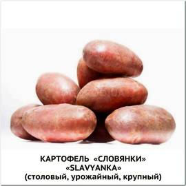 Клубни картофеля «Словянка», ТМ «ЧерниговЭлитКартофель» - 0,5 кг